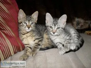 YJTYJ GFHGJ Egyptian Mau kittens