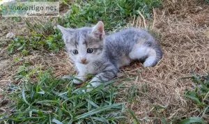 american shorthair
