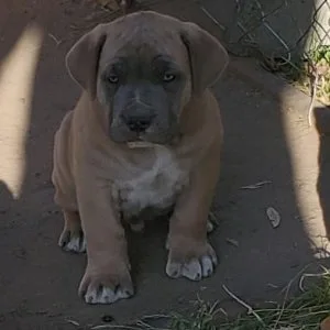 South African  Boerboel puppies for sale