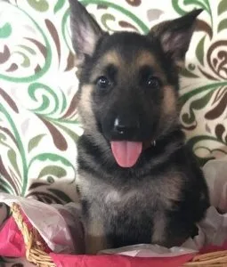Esdfsdf German Shepherd Pups