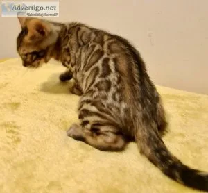 Cute Bengal kittens