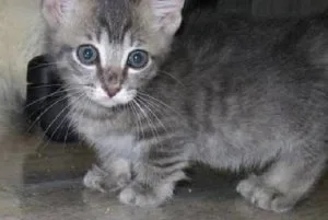 KLOKMN NBVCDE Munchkin kittens