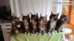 NMKOIY VGFRE Maine coon kittens