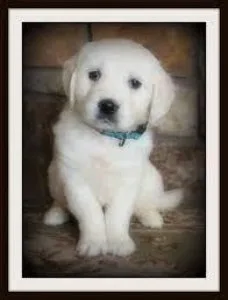 Adorable Purebred Golden Retriever puppies