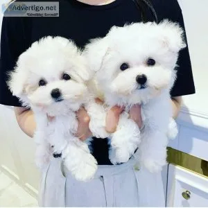 Kids lovely Maltese puppies