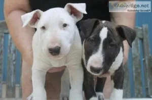 FTHUIK FGREWV Bull Terrier puppies
