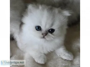 GTRFDE AWSEDS Persian kittens