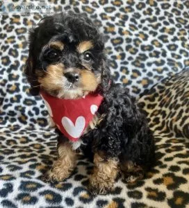 cavapoo puppies