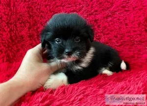 Pomeranian Shih Tzu Puppies