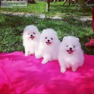 Pomerianian Puppy For Sale