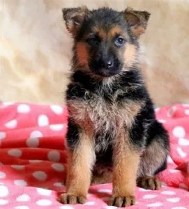 RGRHGA GGHFR German Shepherd puppies