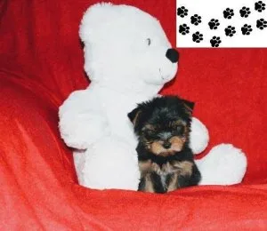 Yorksire Terrier Puppies