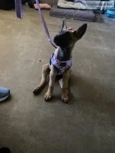 Belgian Malinois Puppies