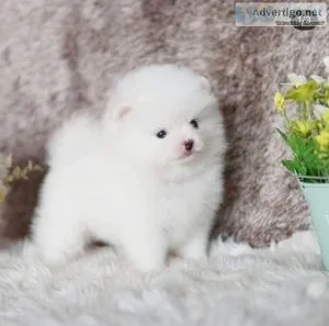 Cute and Adorable Pomerianian Puppy For Sale