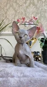 peterbald Kittens