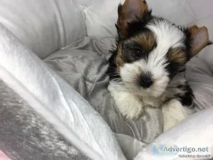 ASDASD yorkie available males and females