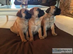 FDGFGWE FDGJYT Mastiff puppies