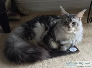 Maine Coon Cats