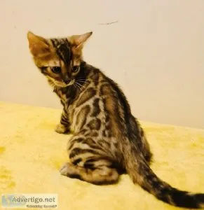Sweet Bengal kittens