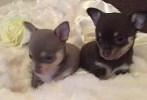 SAWSADA FRDS Chihuahua puppies