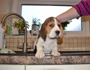 SWQASX YHTRED Beagle puppies