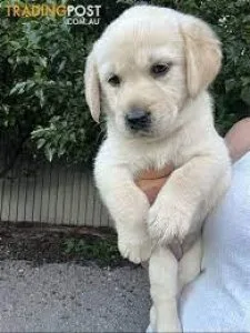 Purebred labrador retriever