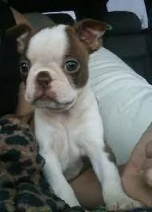 Boston Terrier