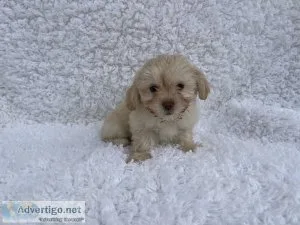 Maltipoo Puppies
