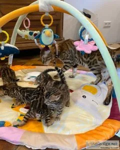 Bengal Kittens available
