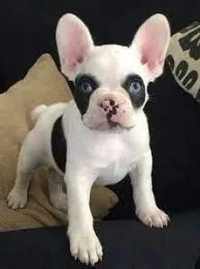 French Bulldog puppies