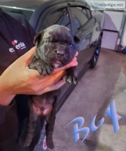 Cane Corso