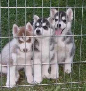 GFHSWE GFHJG Siberian Husky puppies