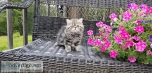 Persian kittens