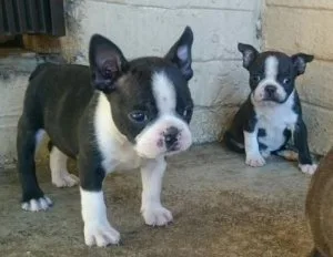 UTRYEW JYIUY Boston Terrier puppies