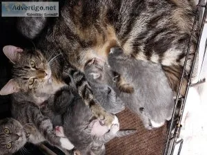 KITTENS