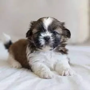 Gorgeous Shih Tzu Puppies