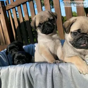 Stunning Pug puppies