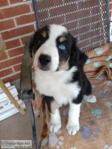 Border CollieAustralian Shepherd