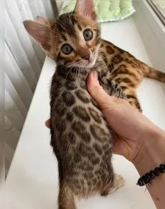 Chrismas Bengal kittens available