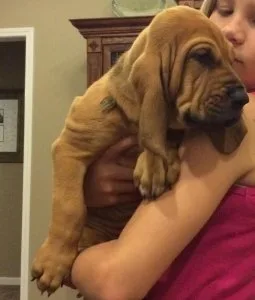 ERY5WS GJKYTK Bloodhound puppies