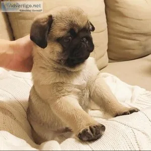 Cute and Adorable pug puppies