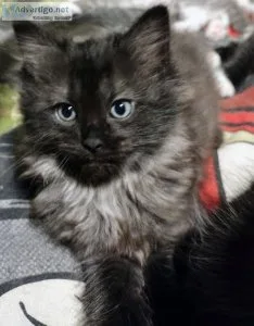 Maine coon X Rare Mink Ragdoll kittens