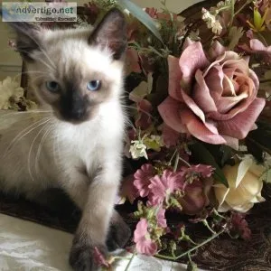siamese Kittens