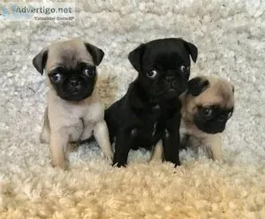 HFGHYT JYUKUY Pug puppies