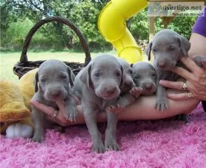 STYRFEYI GRTED Weimaraner puppies