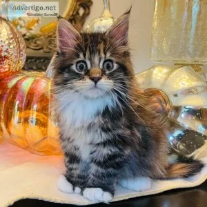 Maine Coon kittens
