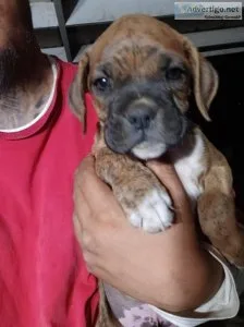 Boxer pupps