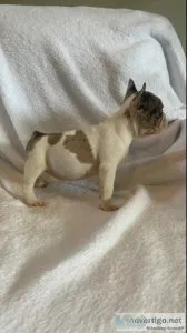Frenchies Harlequin Merle Puppies
