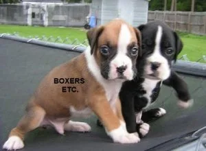TRYREY YTJYJ FDGH Boxer puppies