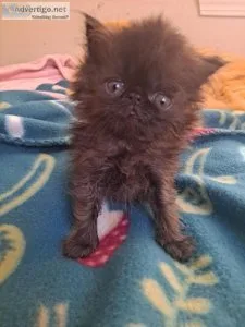 Persian kittens pure breed